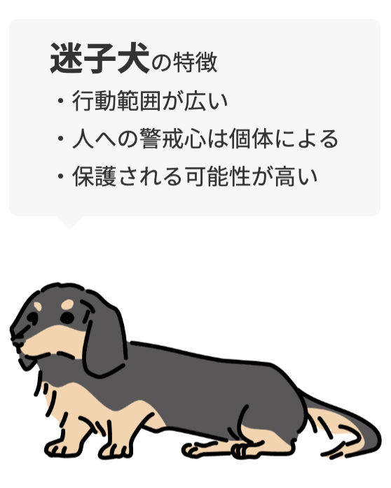 迷子犬の特徴